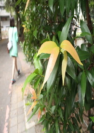 盛男剩女